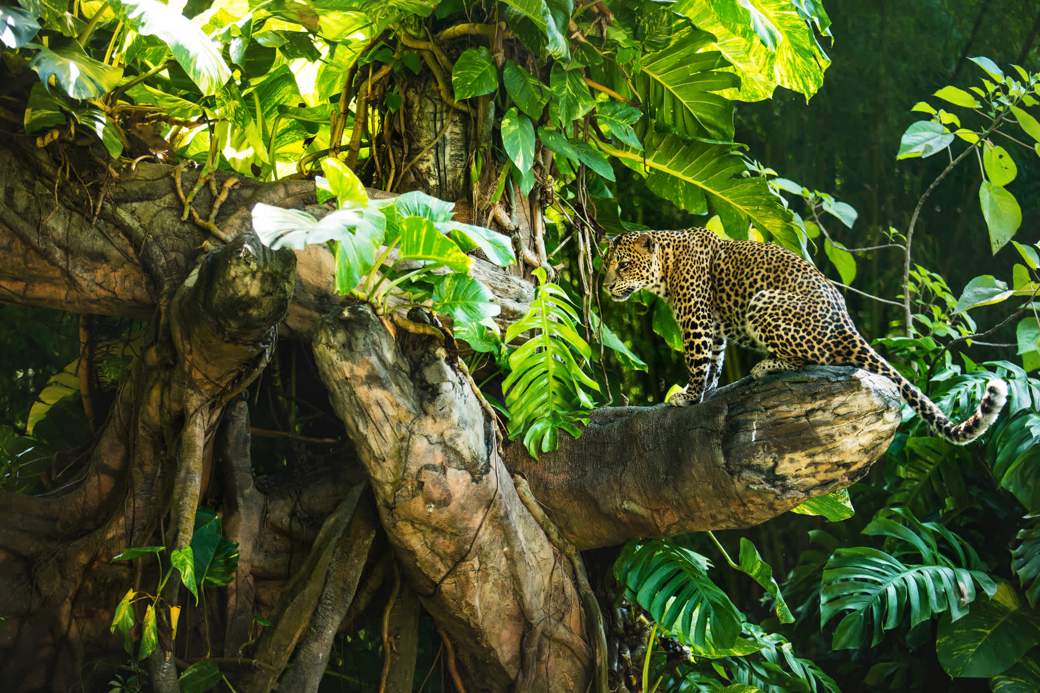 Vue d'un léopard sur une branche, au parc national de Yala, au Sri Lanka