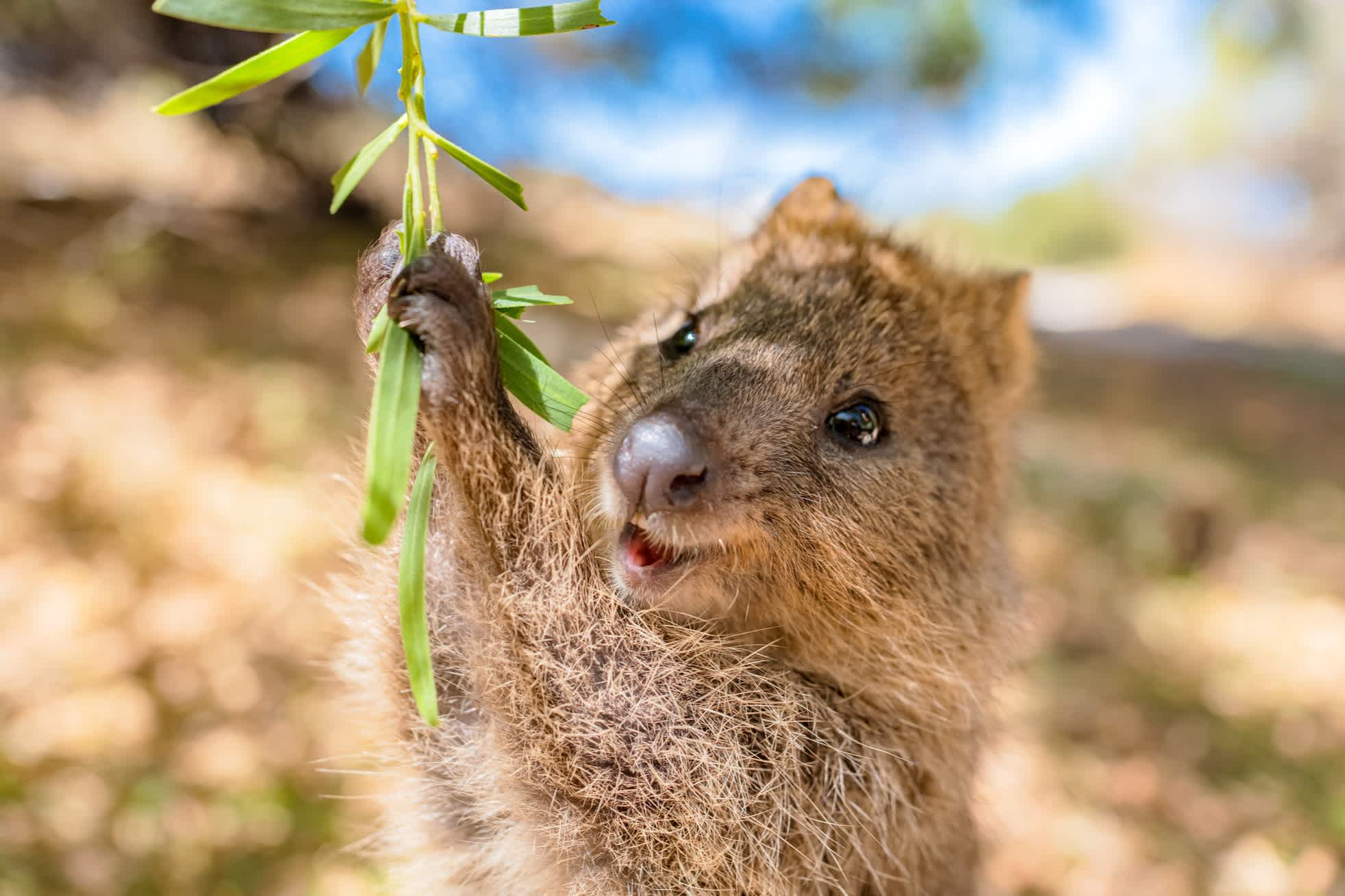 Petit marsupial, Quokka, grignotant des rameaux