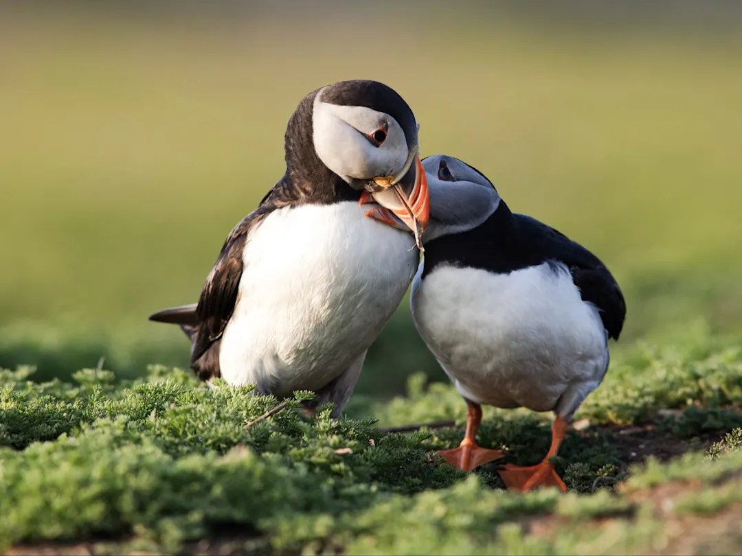 Zwei Papageientaucher in Nahaufnahme auf grüner Vegetation. Pembrokeshire, Wales, Vereinigtes Königreich.