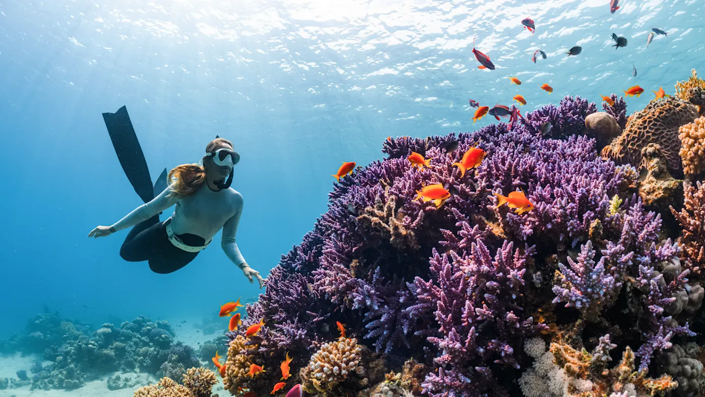 Aktivität, Tauchen, Unterwasserwelt Eine Frau taucht und ist umgeben von einer wunderschönen Unterwasserwelt.