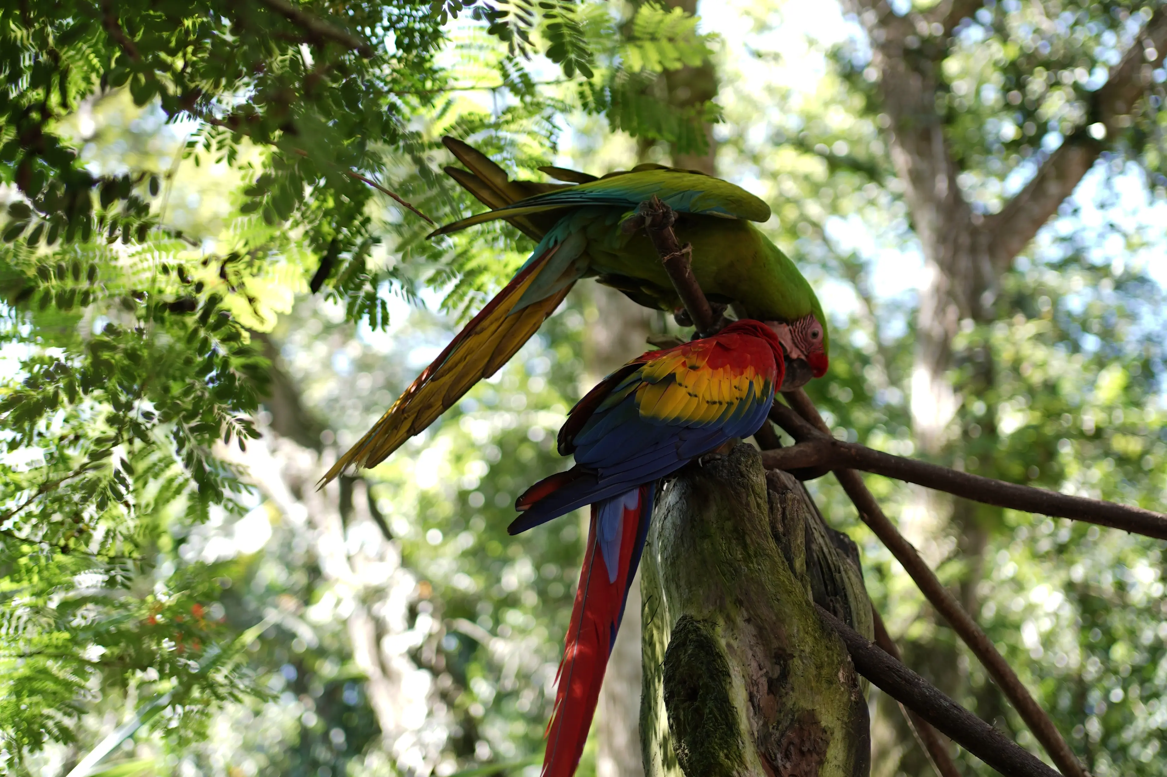 Marlen Alvarez, Costa Rica, Papageie
