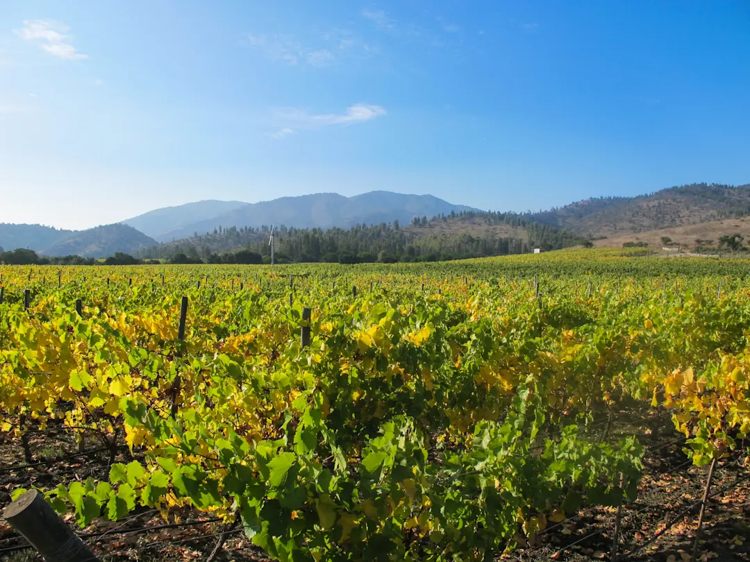 Suedamerika Chile Santiago Vineyard Santiago Vineyard