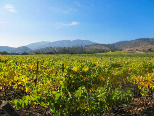 Goûtez avec modération aux vins de la région pendant votre voyage au Chili.