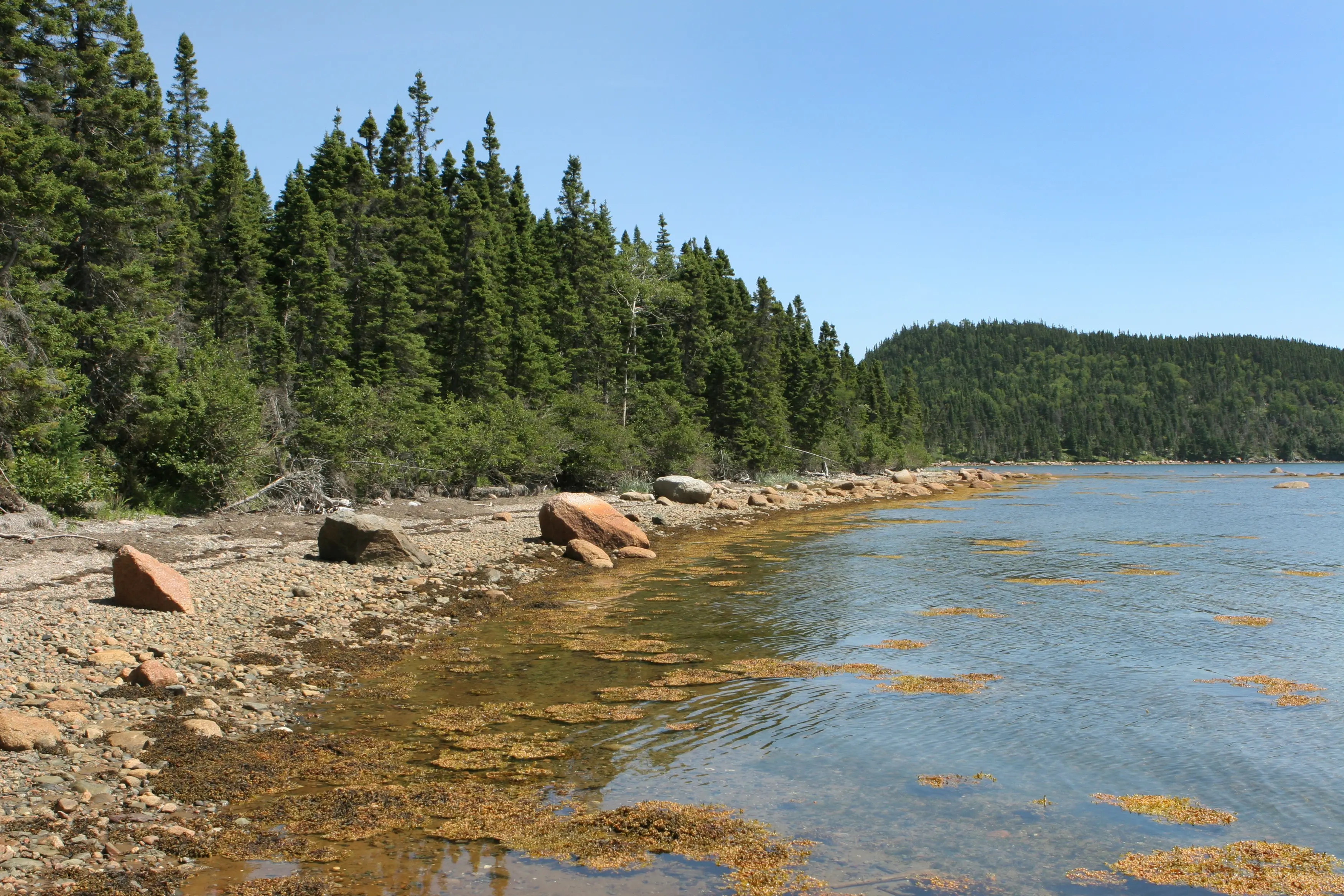 Kanada, Neufundland, Terra-Nova-Nationalpark Dichter Nadelwald am Ufer