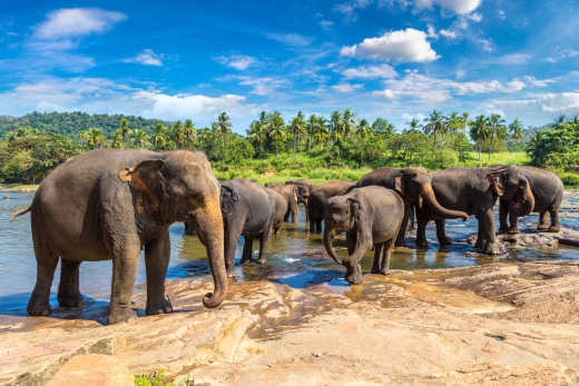 Troupeau d'éléphants au bord de l'eau, dans le parc national de Minneria, à Sigiriya, au Sri Lanka.

