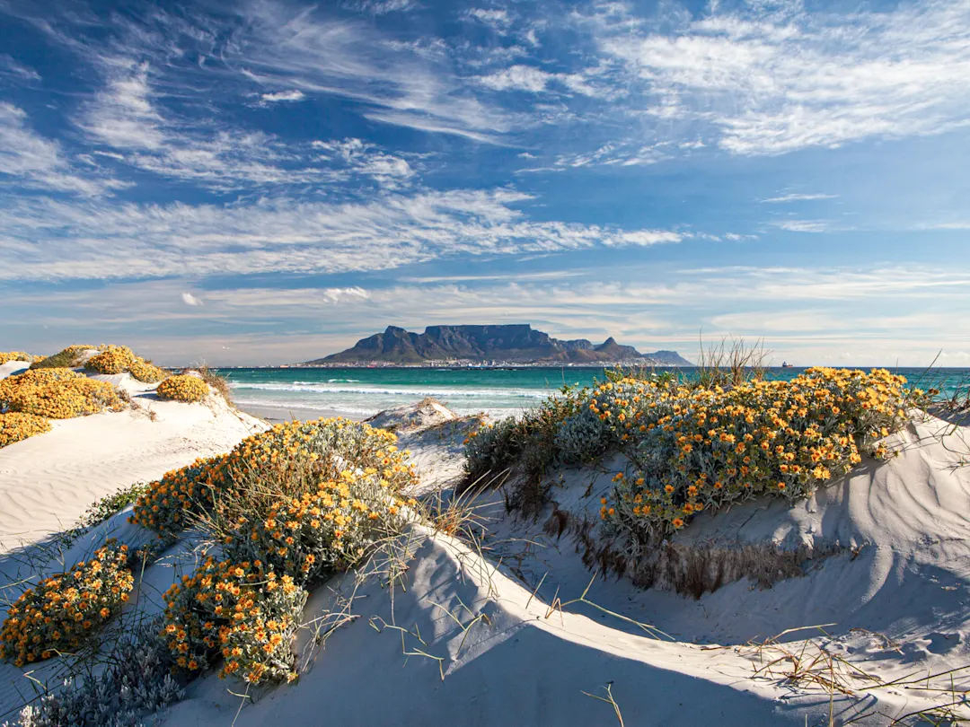 Kapstadt, Südafrika Blick auf den Tafelberg in Kapstadt, Südafrika, von einem weißen Sandstrand mit gelben Wildblumen und grasbewachsenen Dünen.