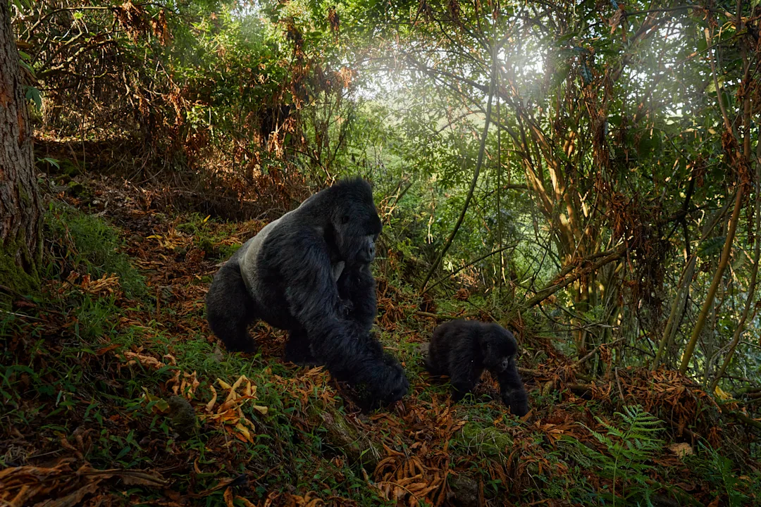 Uganda: Unvergesslicher 10-Tage-Urlaub Abenteuer