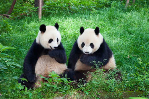 Chengdu Panda Reservat
