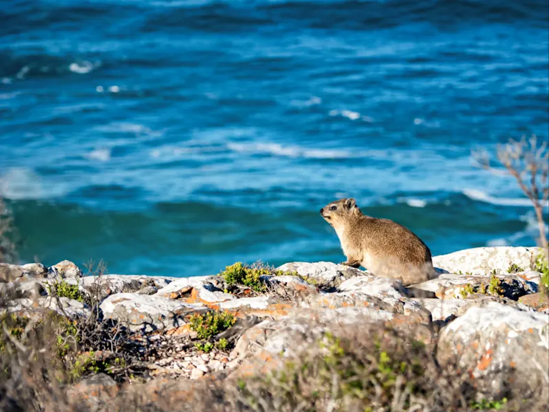 Plettenberg Bay, Westkap, Südafrika Ein Klippschliefer sitzt auf felsigem Küstenrand mit Blick auf das Meer. Plettenberg Bay, Westkap, Südafrika.