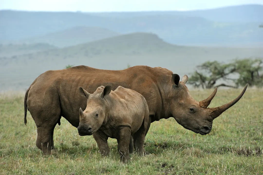 Nashörner, Namibia Mutter und Baby schwarze Nashorn