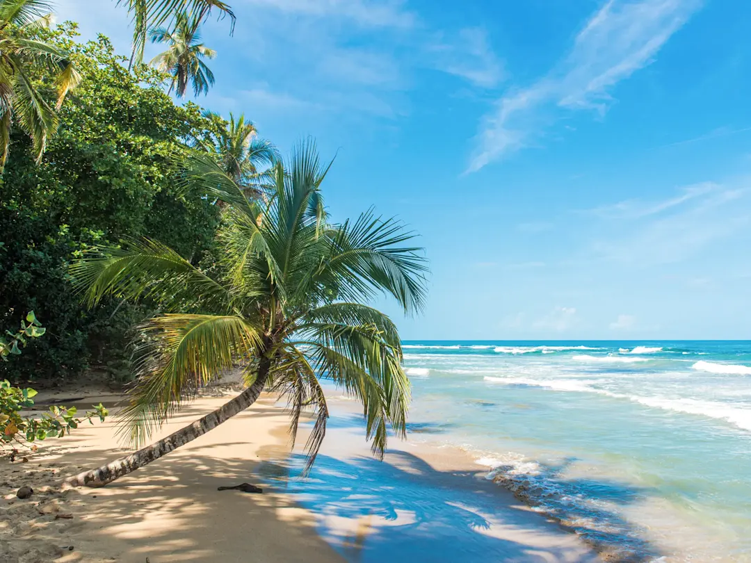 Tropischer Strand mit Palmen, goldenem Sand und ruhigem Wasser. Costa Rica.
