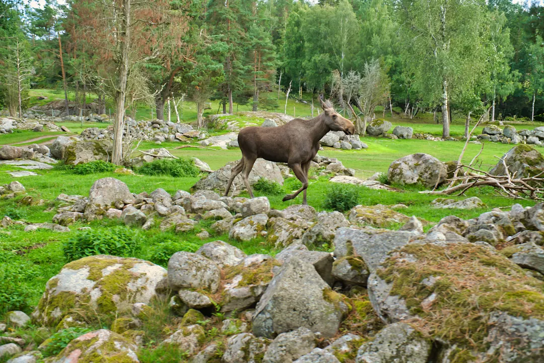 Elch Elch in Skandinavien im Wald zwischen Bäumen und Steinen