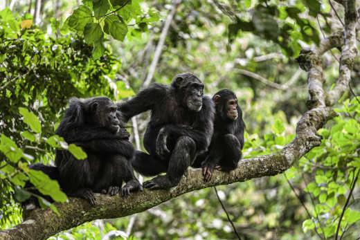 Eine Schimpansenfamilie auf dem Baum im Nationalpark in Tansania.
