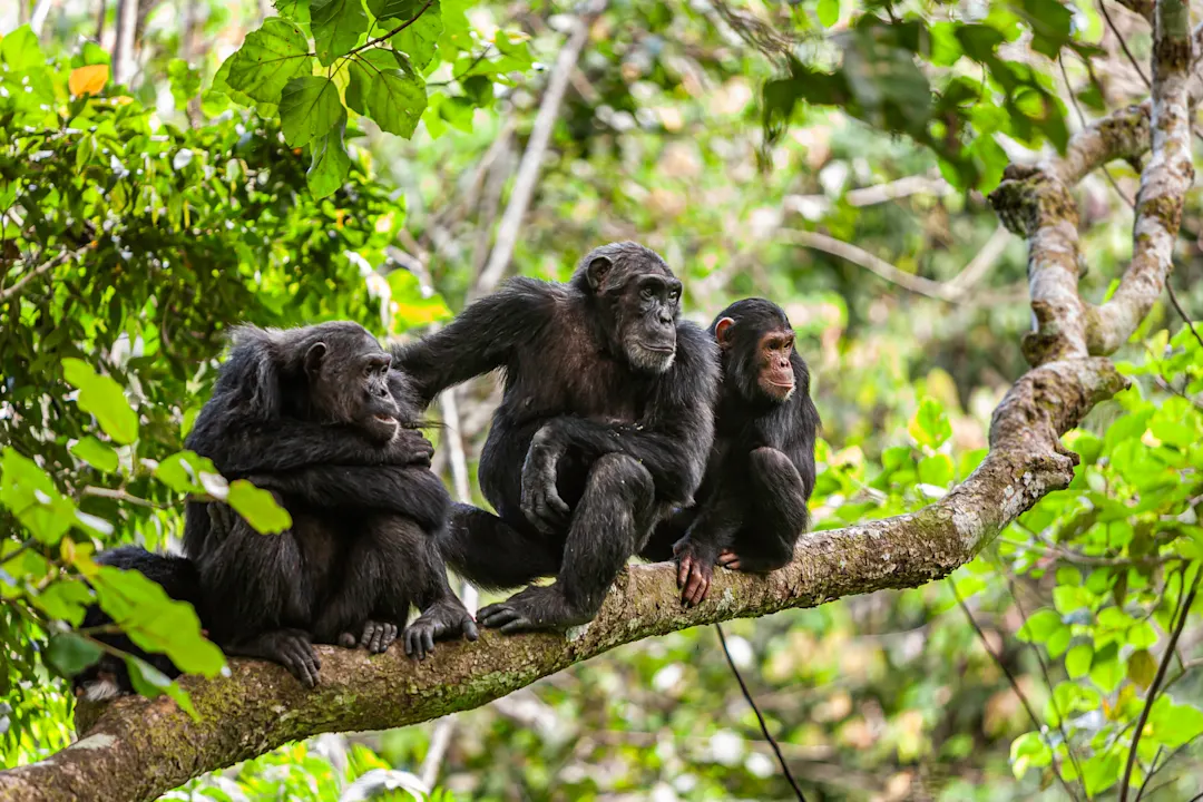 Schimpansenfamilie, Tansania Eine Schimpansenfamilie auf dem Baum im Nationalpark in Tansania.