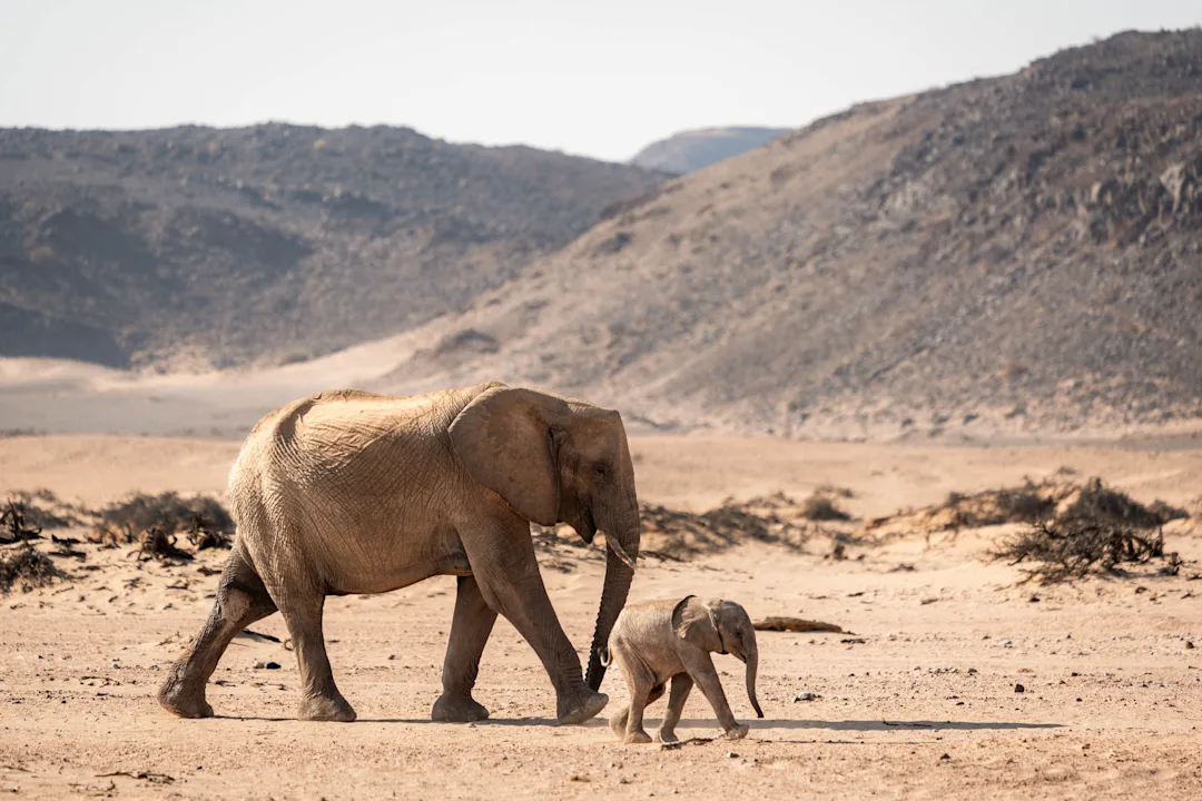 Voyage safari en Namibie