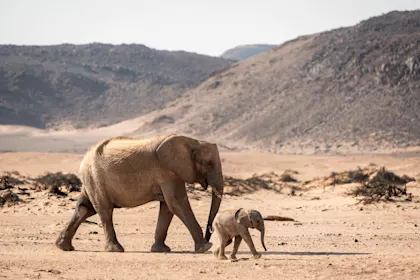 Voyage safari en Namibie - Image 1