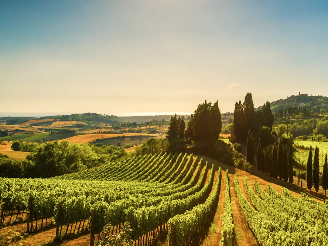 Weinberge in der hügeligen Landschaft bei Sonnenuntergang. Maremma, Toskana, Italien.