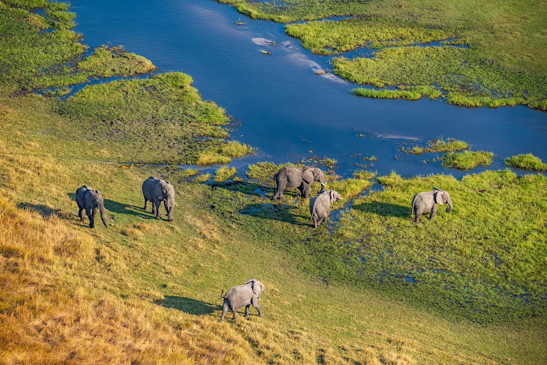 Luftaufnahme von Elefanten, Okavango Delta, Botswana, Afrika