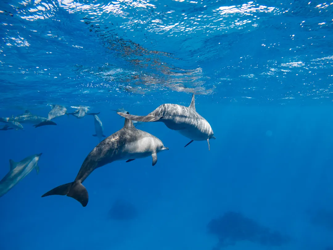 Ägypten, Marsa Alam, Shaab Samadai Riff Schnorcheln mit Delfinen, Dolphin House - Sha'ab Samadai Reef, Rotes Meer.
