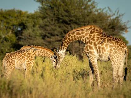 Viktoriafälle Safari: Durch die Wildnis Botswanas - Image 2