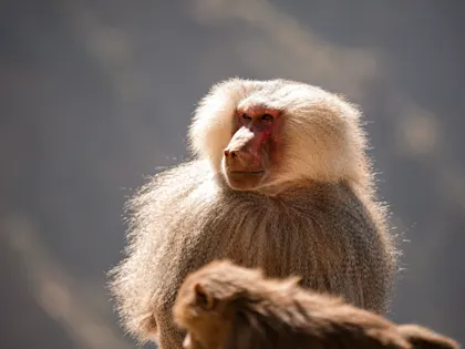 Orientalische Flitterwochen in Saudi Arabien - Image 3