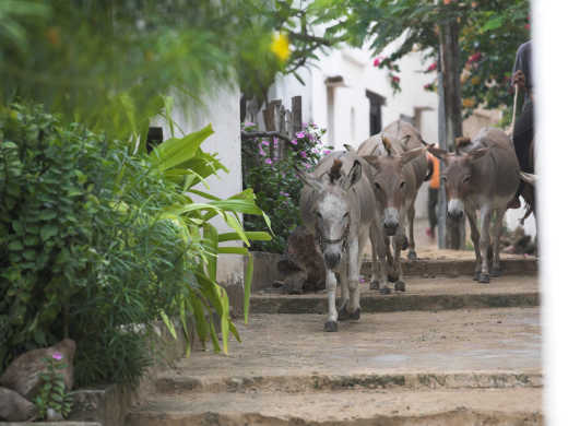 Afrikanischer Eseln auf der Straße