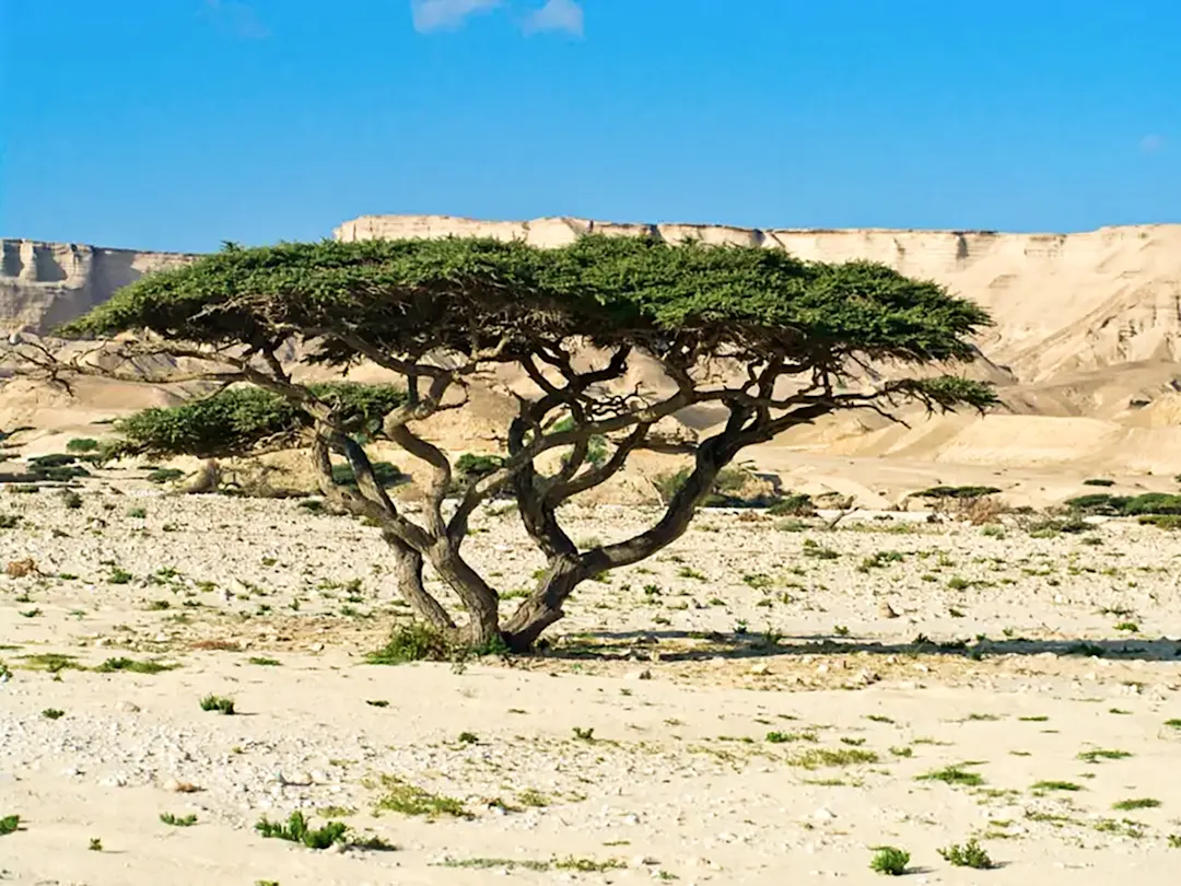 Einsamer Baum in der Wüste mit felsigem Hintergrund. Dhofar, Dhofar, Oman
