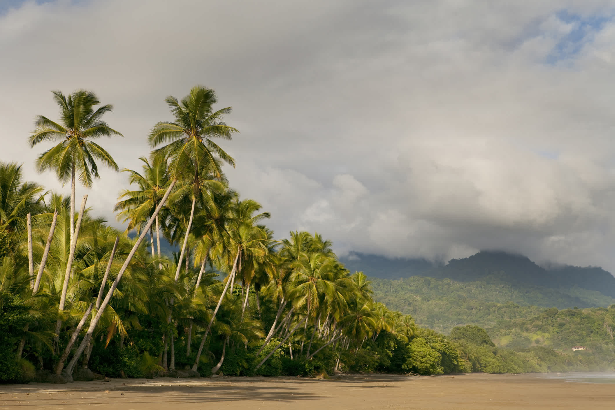 Jungle et palmiers sur la plage d'Uvita, près d'Ojochal au Costa Rica