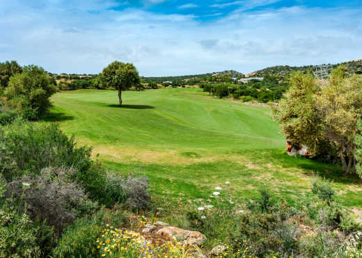 Golfplatz mit Baum und mediterranen Pflanzen