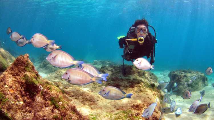 Plongée sous-marine et snorkeling, Hawaï, 2024