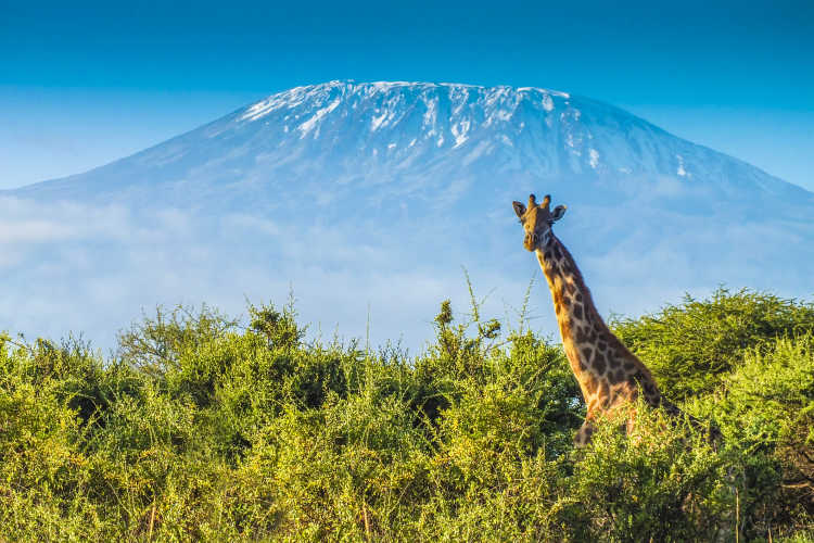 Giraffe vor dem Kilimandscharo an der Grenze zwischen Kenia und Tansania