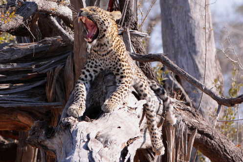 Leopard in Savute - Chobe-Nationalpark in Botswana