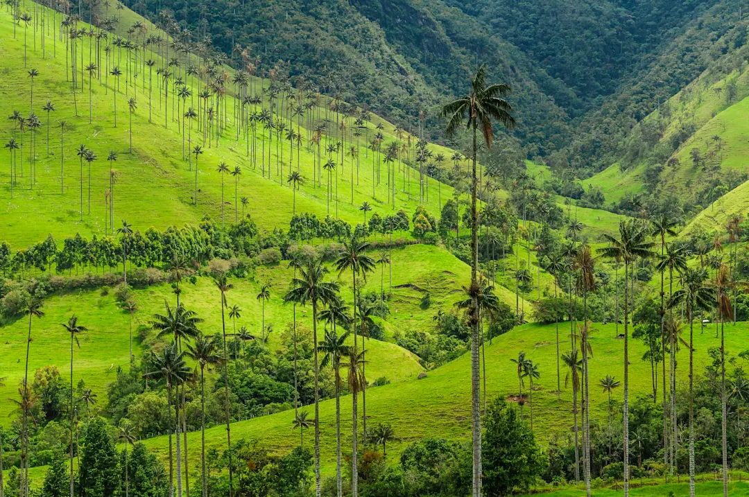 Valle de Cocora Palmen-Tal