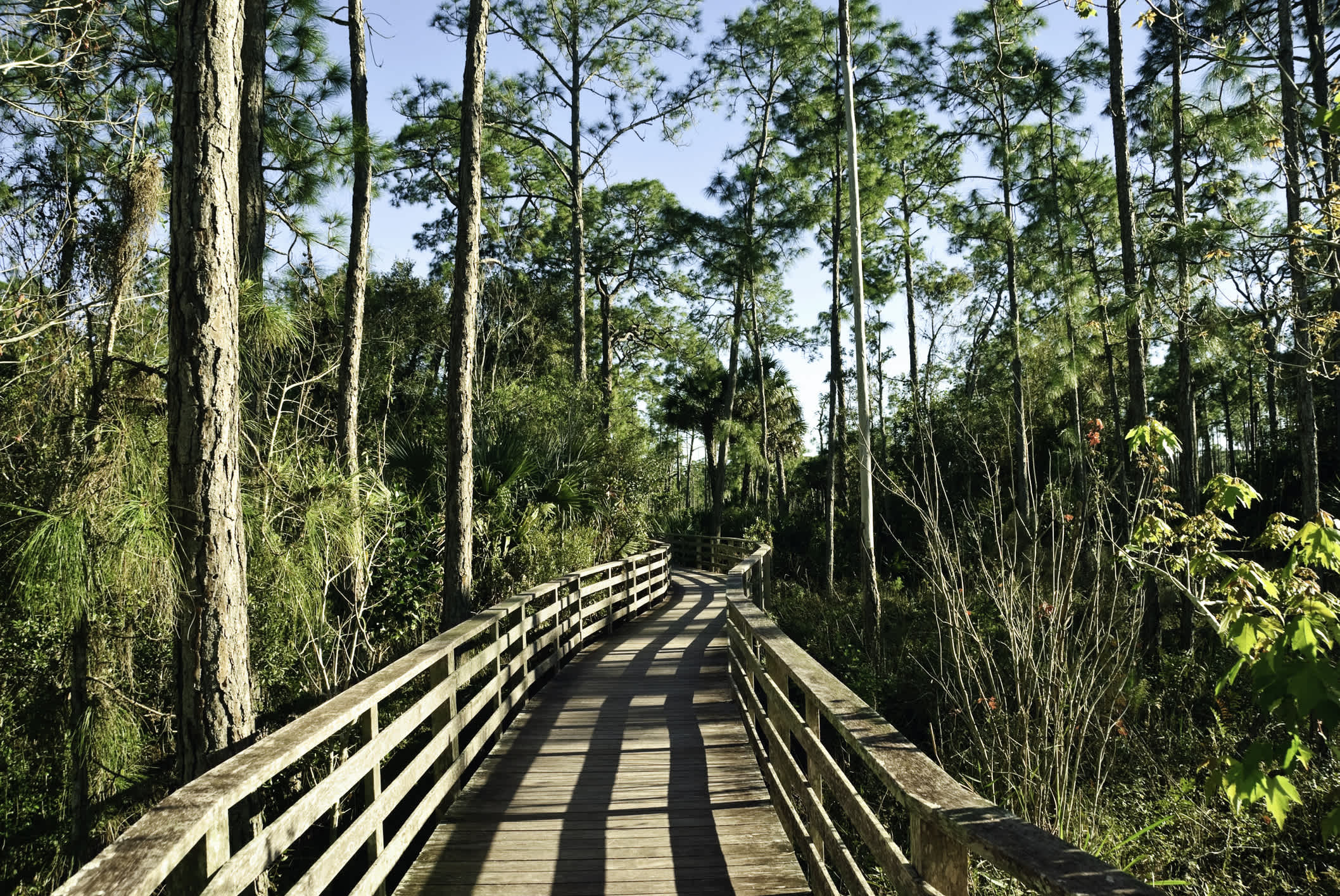 Faites une randonnée dans le célèbre Parc national des Everglades pendant votre voyage en Floride.