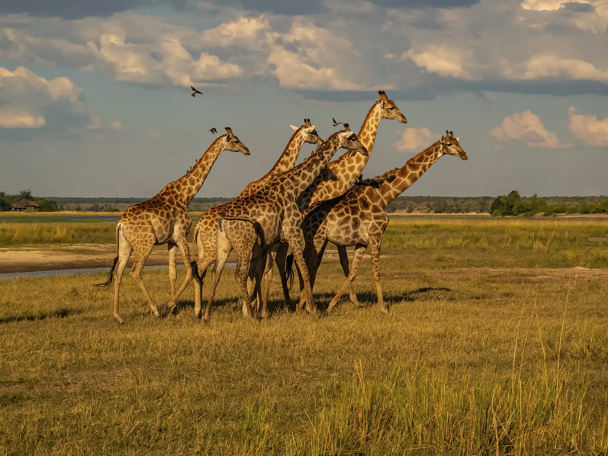 Gruppe von Giraffen steht in der Savanne mit dramatischem Himmel. Chobe-Nationalpark, Namibie.
