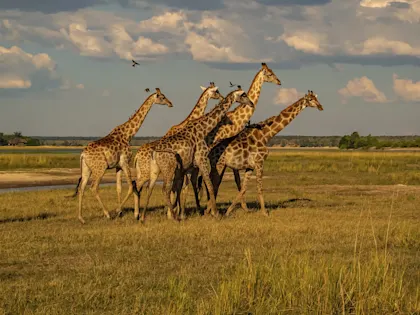 Viktoriafälle Safari: Durch die Wildnis Botswanas - Image 1