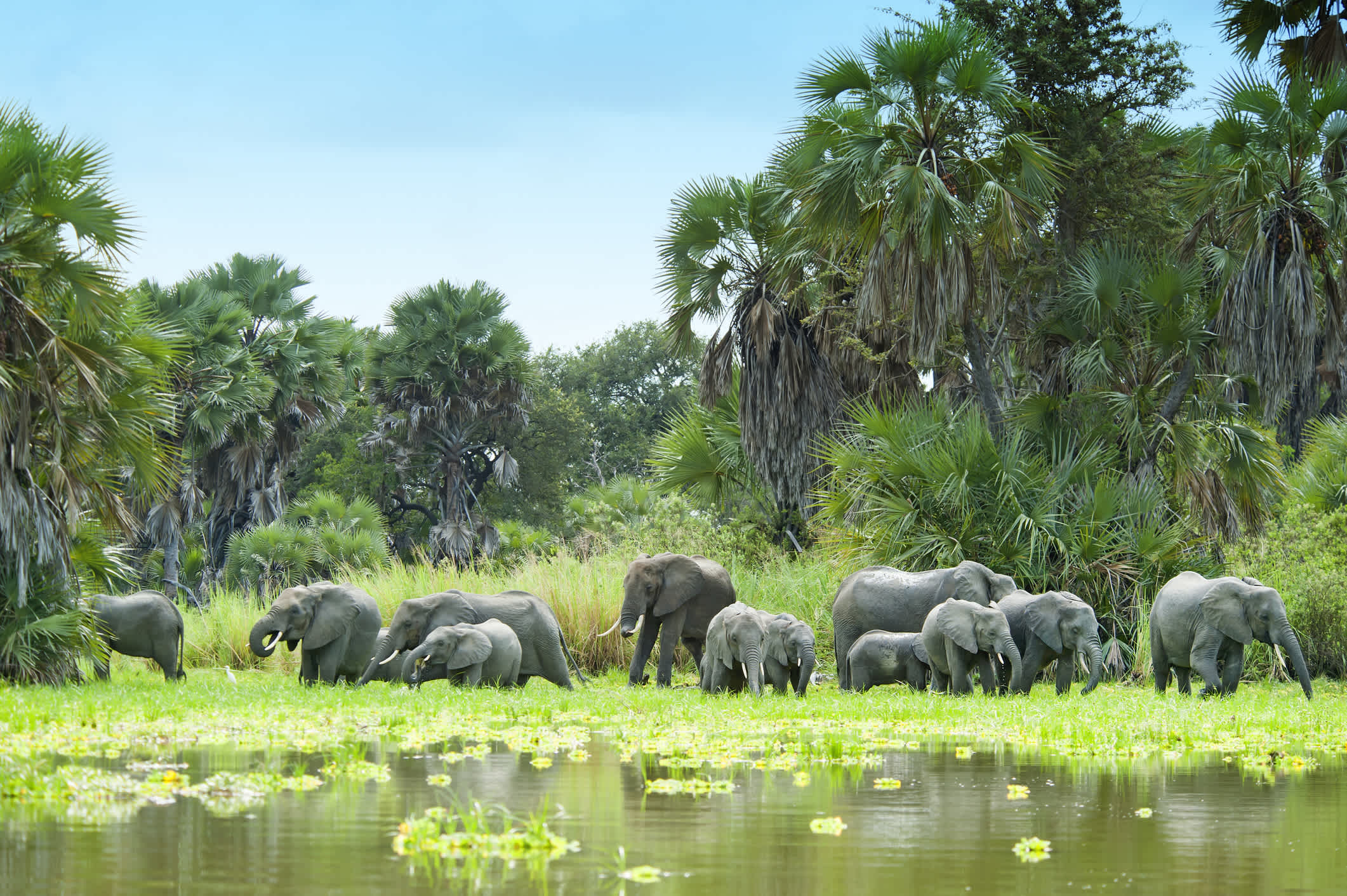 Afrikaanse Olifanten drinken water bij Lake Manze, Selous, Tanzania