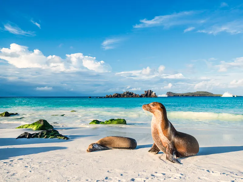 Galapagos Inseln, Ecuador Seehunde entspannen am weißen Sandstrand mit türkisblauem Wasser. Galapagos-Inseln, Ecuador.