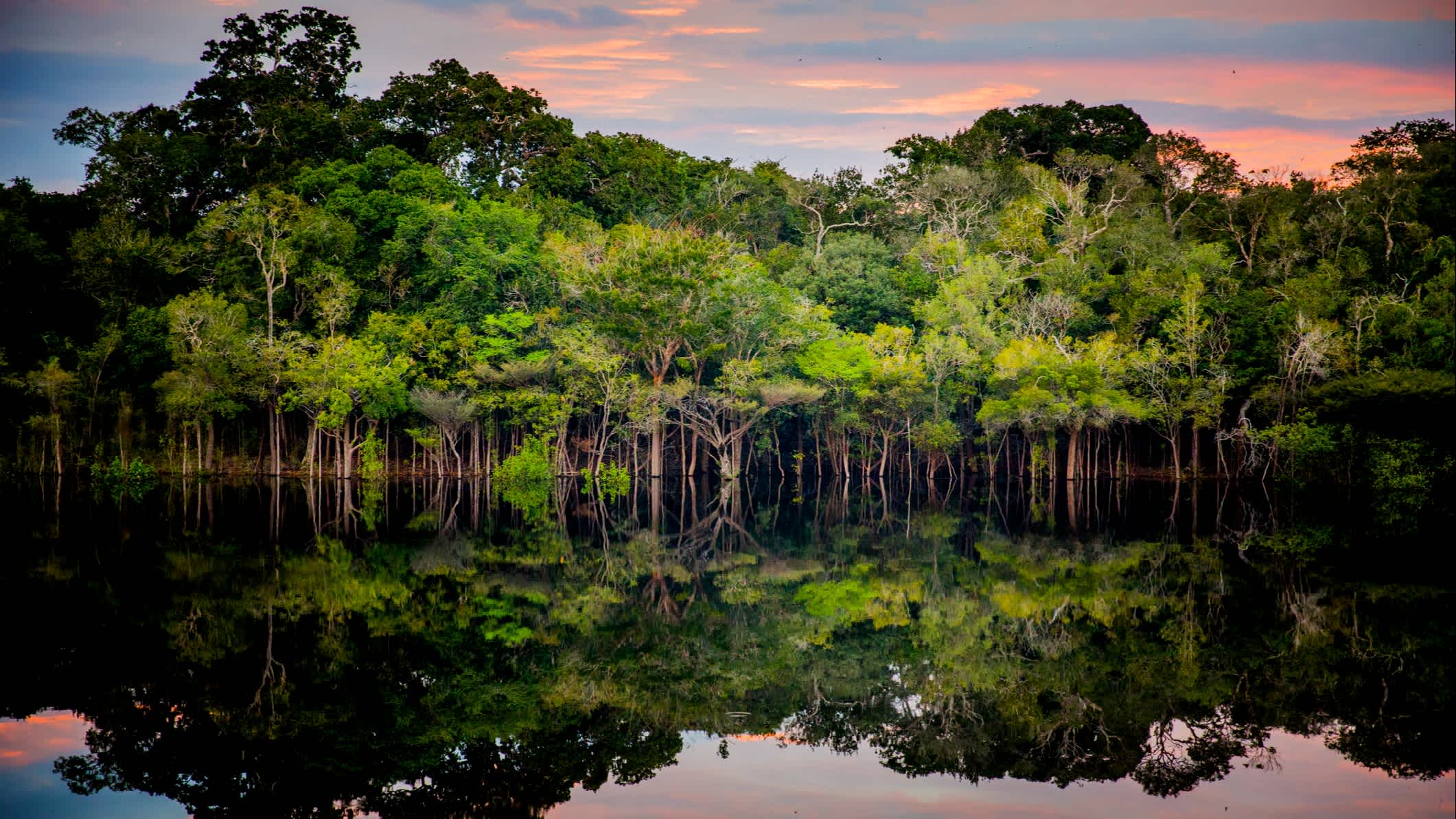 Coucher de soleil sur la forêt tropicale au bord de l'eau, en Amazonie, au Brésil
