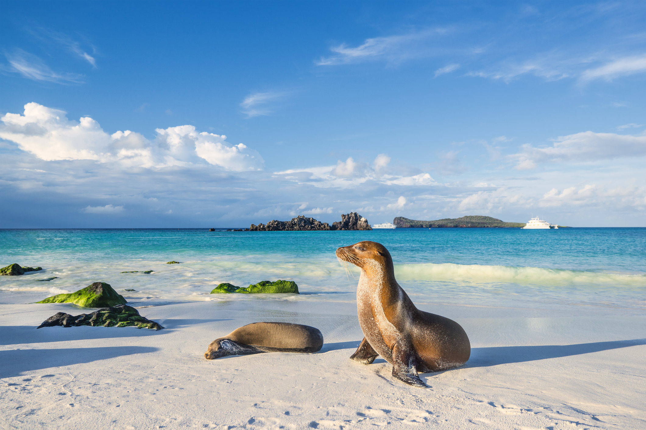 Dream Vacations In The Galapagos Islands Tourlane   IStock 674781548 