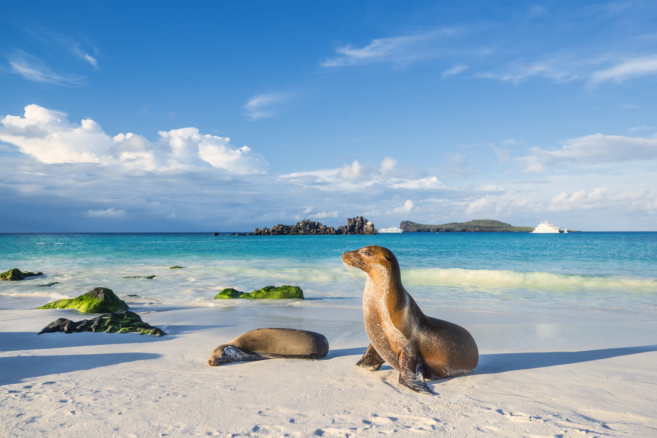 See beautiful seals on white beaches, pictured here, on a Galapagos Islands vacation
