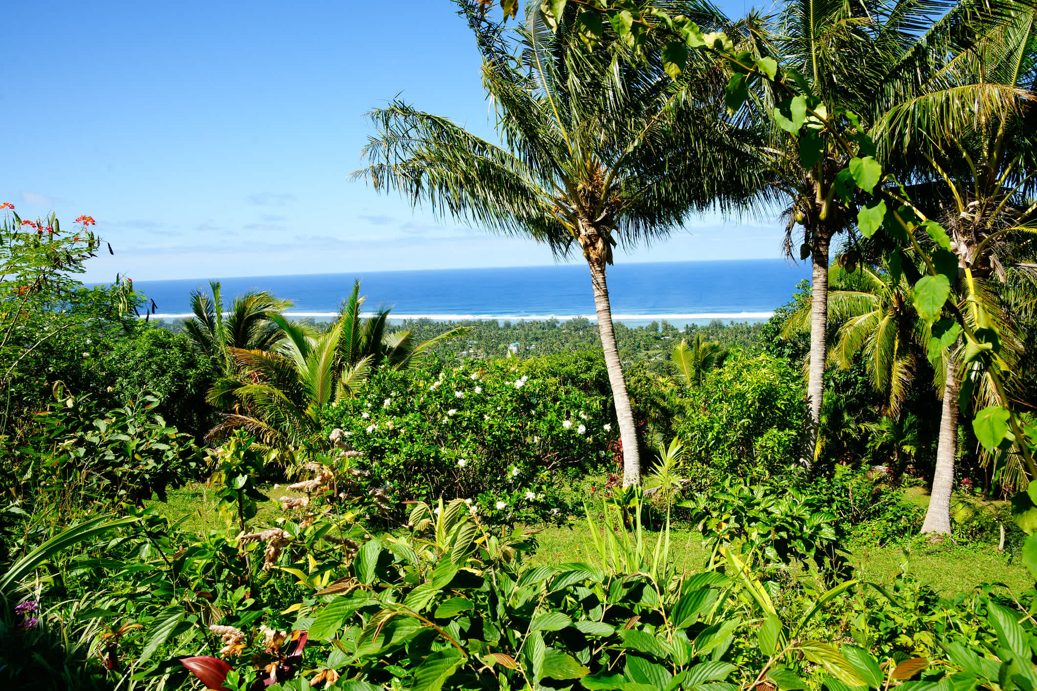 Grün von üppiger tropischer Vegetation und Palmen