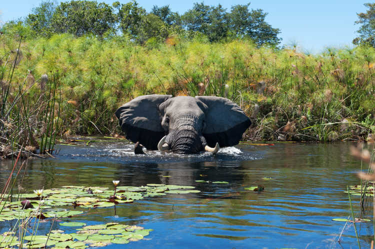 Elefant schwimmt in einem Gewässer des Okavango-Deltas in Botswana