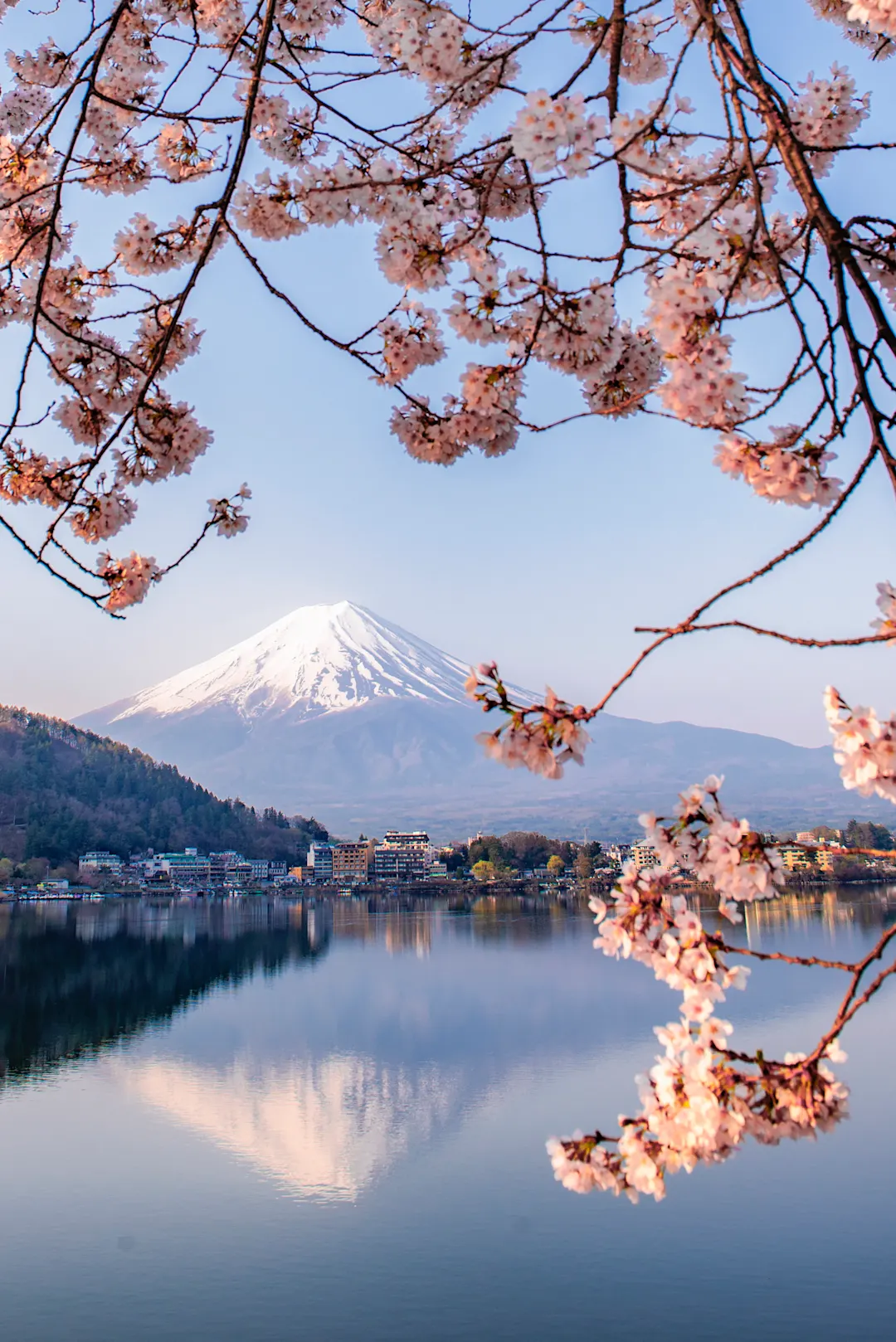 Lac et Mont Fuji avec fleurs de cerisier