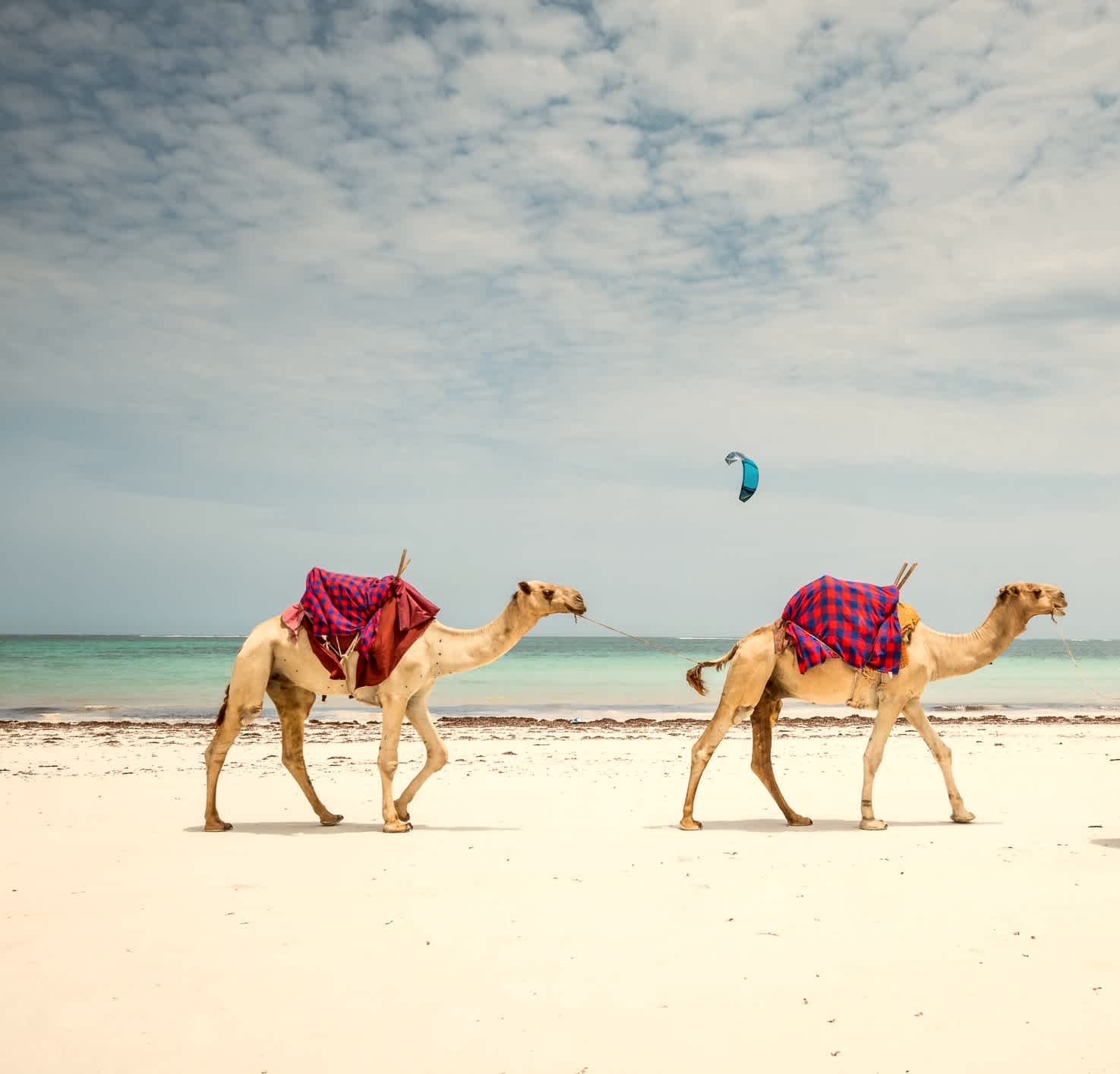 Drei Kamele in Diani Beach, Kenia. 
