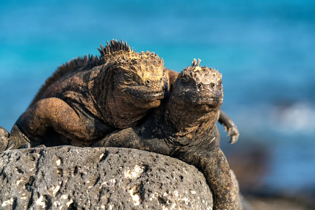 Ecuador, Galapagos, Santa Cruz Insel, Tortuga Bay Meeresleguane auf Vulkangestein in der Tortuga-Bucht auf der Insel Santa Cruz, Galapagos, Ecuador.