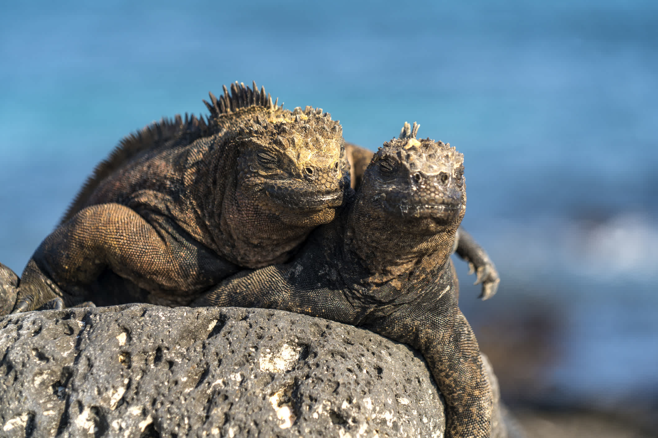 iguanes marins sur des roches volcaniques dans la baie de Tortuga sur l'île de Santa Cruz, Galapagos, Équateur.