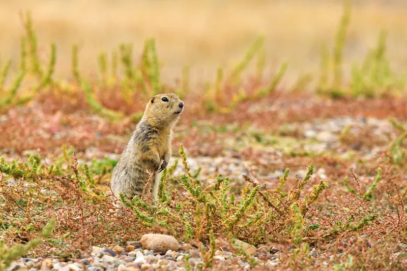 Ein Artkischer Ziesel in Saskatchewan in Kanada.