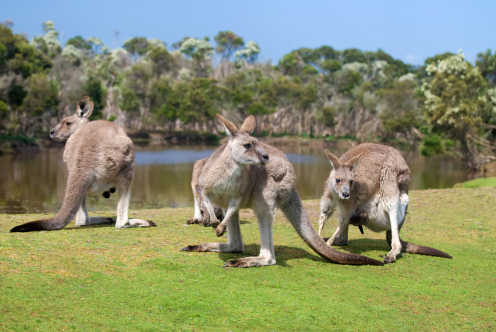Gruppe von Kängurus in Phillip Island Wildlife Park, Australien.