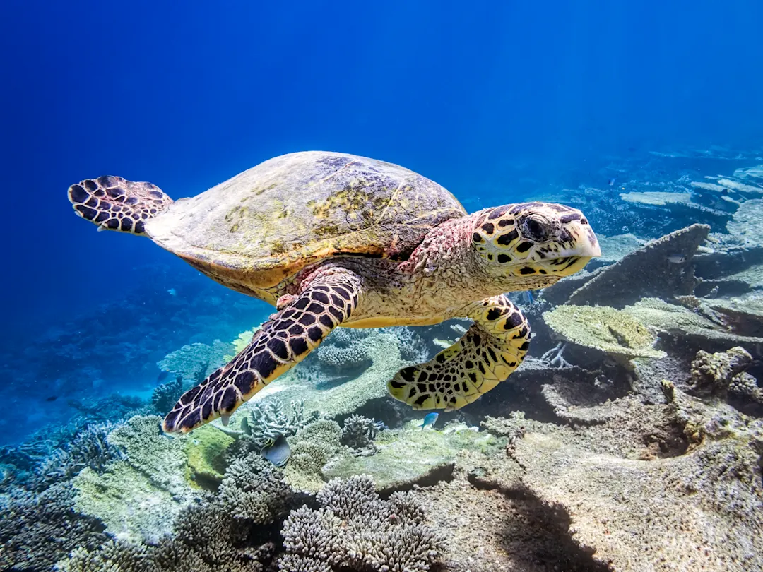 Meeresschildkröte schwimmt über Korallenriff im klaren blauen Wasser, Great Barrier Reef, Australien.